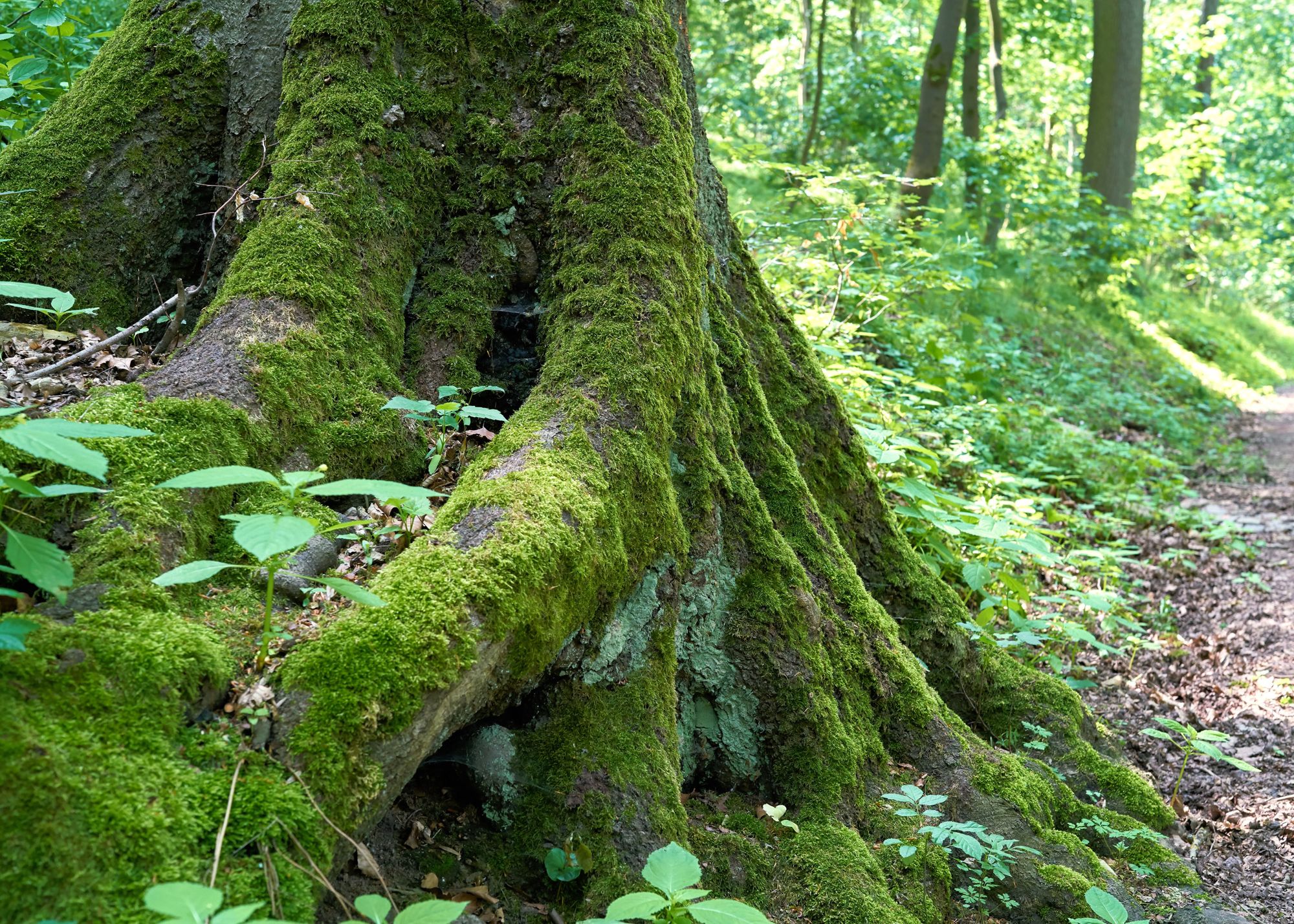 Des gîtes naturels utilisés par les moustiques dans leur milieu d’origine 