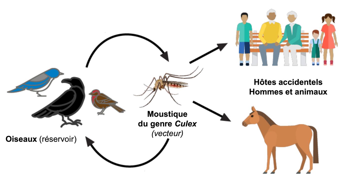 Cycle de transmission du virus West Nile