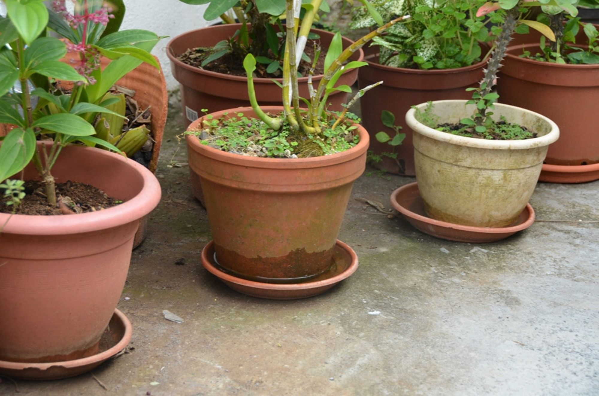 La chasse aux gites larvaires