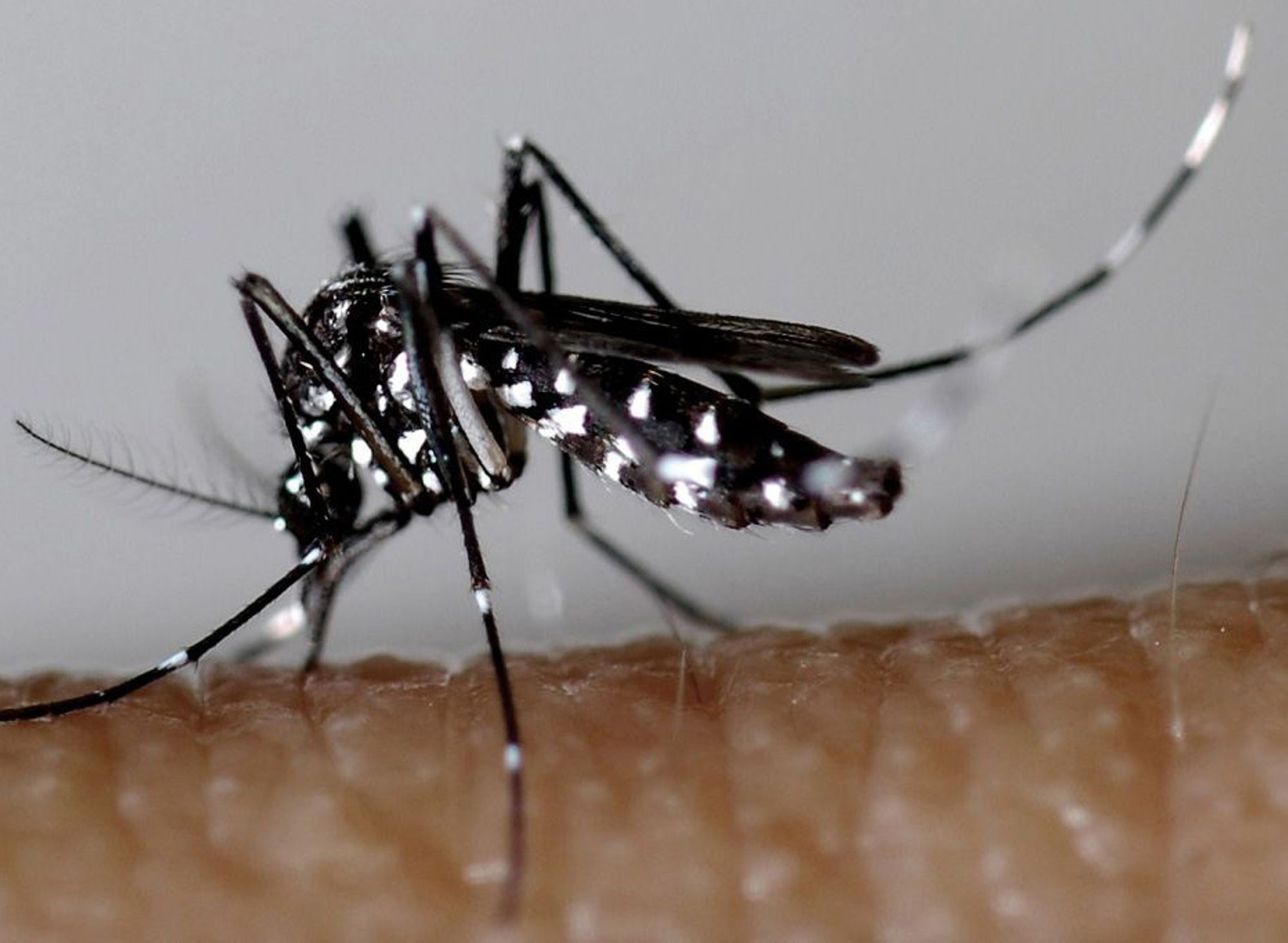 Questionnaire d’évaluation des connaissances